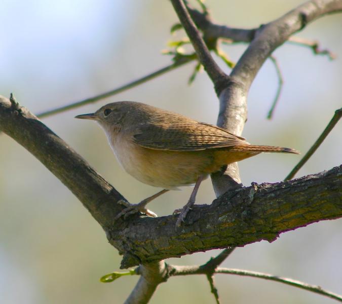 4 - house wren 2